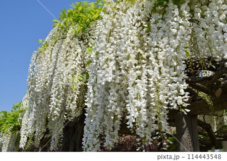 白いフジの花 114443548