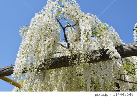 白いフジの花 114443549