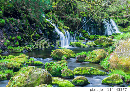 「秋田県」春の元滝伏流水と苔むした元滝川の風景 114443577