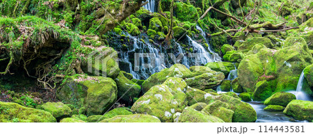 「秋田県」春の元滝伏流水と苔むした元滝川の風景 114443581
