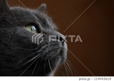 British cat face close up, Face of a gray cat, macro photo of the eye 114443629