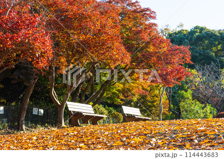 古都鎌倉の秋　紅葉の源氏山公園 114443683