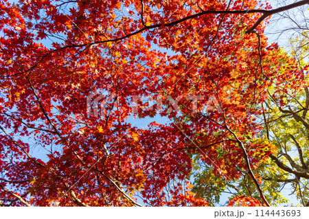 古都鎌倉の秋　紅葉の源氏山公園 114443693