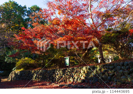 古都鎌倉の秋 紅葉の源氏山公園 古都鎌倉の秋 紅葉の源氏山公園 114443695