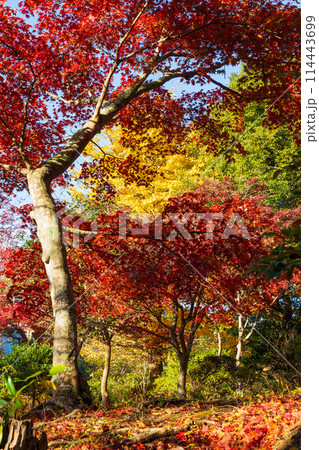 古都鎌倉の秋　紅葉の源氏山公園 114443699