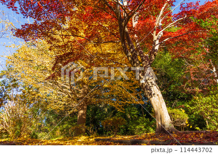古都鎌倉の秋 紅葉の源氏山公園 古都鎌倉の秋 紅葉の源氏山公園 114443702