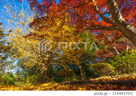 古都鎌倉の秋　紅葉の源氏山公園 114443703
