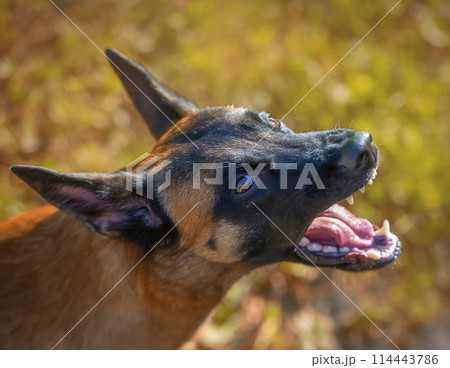 Young belgian shepherd malinois grins aggressively Young belgian shepherd malinois grins aggressively 114443786