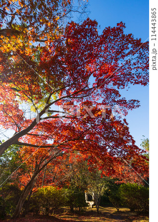 古都鎌倉の秋 紅葉の源氏山公園 古都鎌倉の秋 紅葉の源氏山公園 114443865