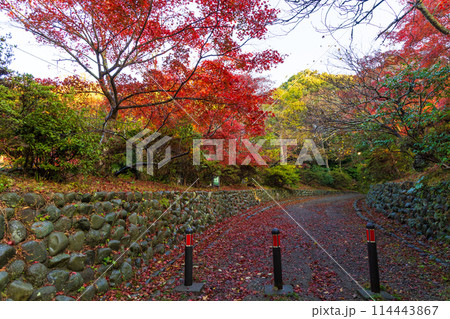 古都鎌倉の秋　紅葉の源氏山公園 114443867