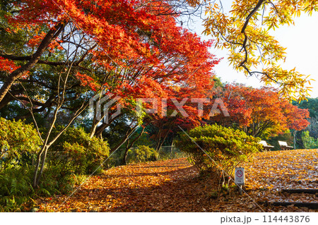古都鎌倉の秋　紅葉の源氏山公園 114443876