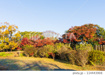 古都鎌倉の秋 紅葉の源氏山公園 古都鎌倉の秋 紅葉の源氏山公園 114443908