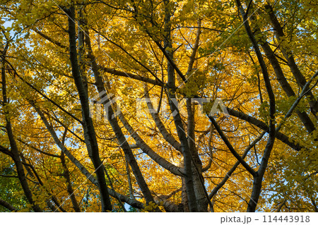 古都鎌倉の秋　紅葉の源氏山公園 114443918