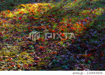 古都鎌倉の秋 紅葉の源氏山公園 古都鎌倉の秋 紅葉の源氏山公園 114443939