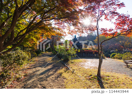 古都鎌倉の秋 紅葉の源氏山公園 古都鎌倉の秋 紅葉の源氏山公園 114443944