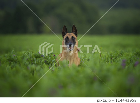 An elderly female Belgian Shepherd Malinois with a gray muzzle in an alfalfa field 114443958