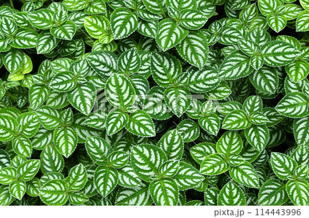 葉脈の間に斑が入った綺麗な葉の連続模様が美しいインパチエンス・アリアナエ 114443996