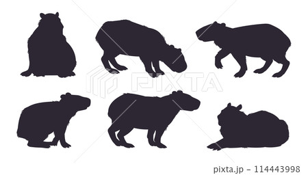 Capybara silhouette set. Cute mammal hydrochoerus, semi-aquatic capybaras wild animals stencil flat vector illustration set. Capybara silhouette collection Capybara silhouette set. Cute mammal hydrochoerus, semi-aquatic capybaras wild animals stencil flat vector illustration set. Capybara silhouette collection 114443998