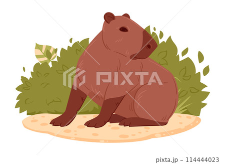 Wild capybara. Cartoon herbivore mammal in natural habitat, cute capybara flat vector illustration. Semi-aquatic animal 114444023