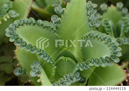 肉厚の葉の周りを取り囲む不定芽が面白いコダカラベンケイソウの葉 114444119