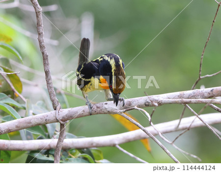 キンカブリゴシキドリ 114444124