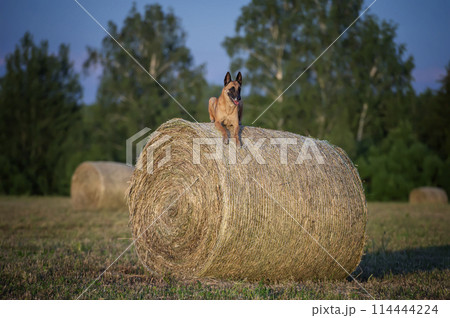 An elderly female Belgian Shepherd Malinois with a gray muzzle lies on a haystack in the evening light of the sun An elderly female Belgian Shepherd Malinois with a gray muzzle lies on a haystack in the evening light of the sun 114444224