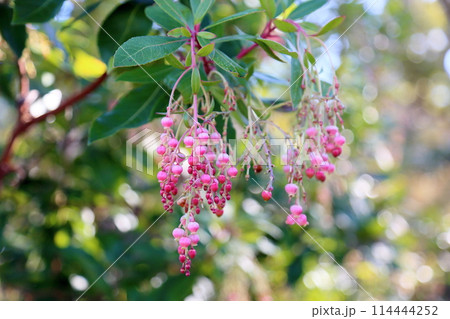 可愛い ヒメイチゴノキの花 可愛い ヒメイチゴノキの花 114444252