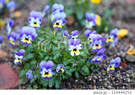 爽やか ビオラの花 爽やか ビオラの花 114444253