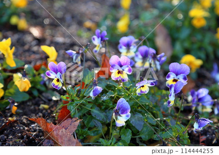爽やか　ビオラの花 114444255
