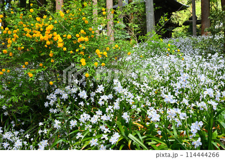 シャガの花の群生とヤマブキ　春の里風景　龍穏寺境内　　　　 114444266