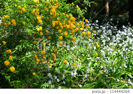 シャガの花の群生とヤマブキ　春の里風景　龍穏寺境内　　　　 114444269