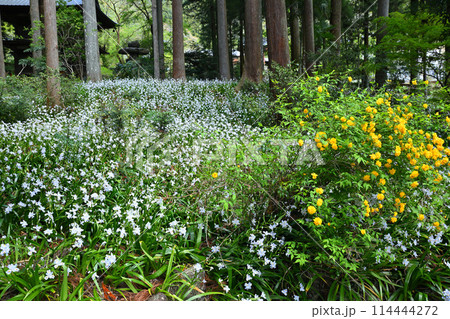 シャガの花の群生とヤマブキ　春の里風景　龍穏寺境内　　　　 114444272