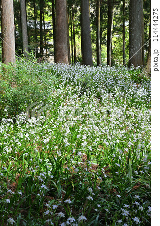 シャガの花の群生 春の里風景 龍穏寺境内 シャガの花の群生 春の里風景 龍穏寺境内 114444275