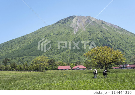 大山 で放牧中の牛たち(大山まきばみるくの里付近) 大山 で放牧中の牛たち(大山まきばみるくの里付近) 114444310