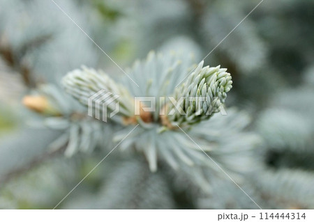 Background image of a young branch with needles of a blue Christmas tree Background image of a young branch with needles of a blue Christmas tree 114444314