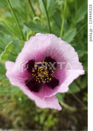 春の野に咲く紫色のアツミゲシの花 114444328