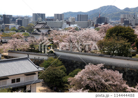 日本の城 姫路城 満開の桜に彩られた春の景観 日本の城 姫路城 満開の桜に彩られた春の景観 114444488
