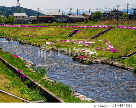 川岸に咲く芝桜 農具川公園 長野県大町市 川岸に咲く芝桜 農具川公園 長野県大町市 114444583