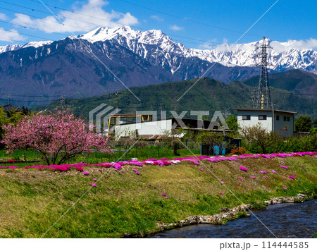 芝桜と残雪の北アルプス　農具川公園　長野県大町市 114444585