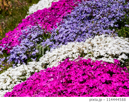 川岸に咲く芝桜　農具川公園　長野県大町市 114444588