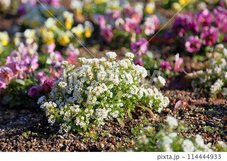 アリッサムの花 アリッサムの花 114444933