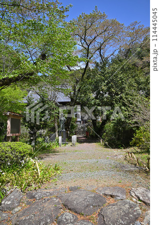 龍穏寺　境内　春　新緑の風景　 越生町　　　 114445045