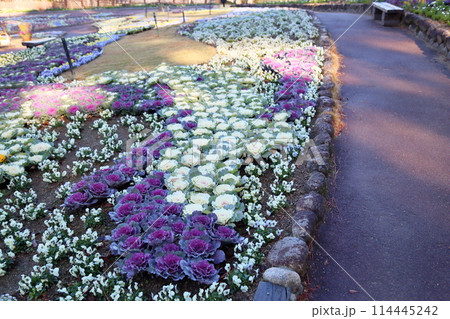 ハボタンの花 ハボタンの花 114445242