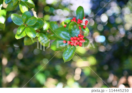 シナヒイラギの実 114445250