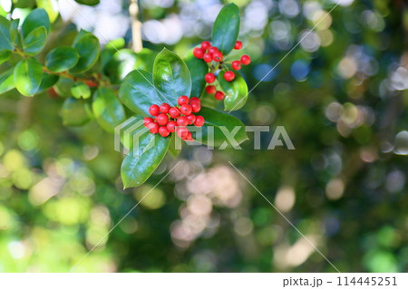 シナヒイラギの実 シナヒイラギの実 114445251