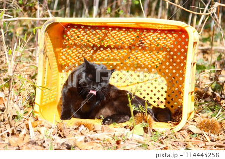 黄色い籠の中で前足の毛ずくろいをする黒い野良猫 114445258