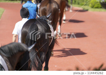 競馬場の風景　パドック　新潟県新潟市 114445262