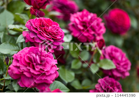 埼玉県 伊奈町制施行記念公園バラ園 埼玉県 伊奈町制施行記念公園バラ園 114445390