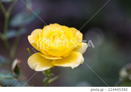 埼玉県　伊奈町制施行記念公園バラ園 114445392