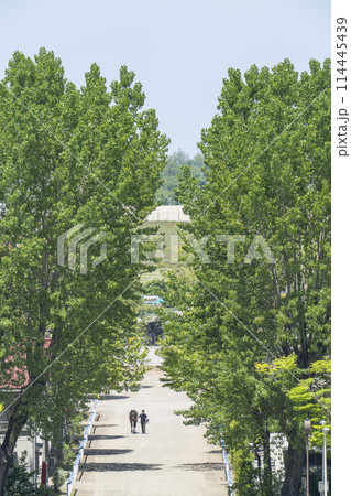 競馬場の出張厩舎と引き運動をする馬　新潟県新潟市 114445439